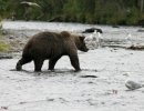 bear-2