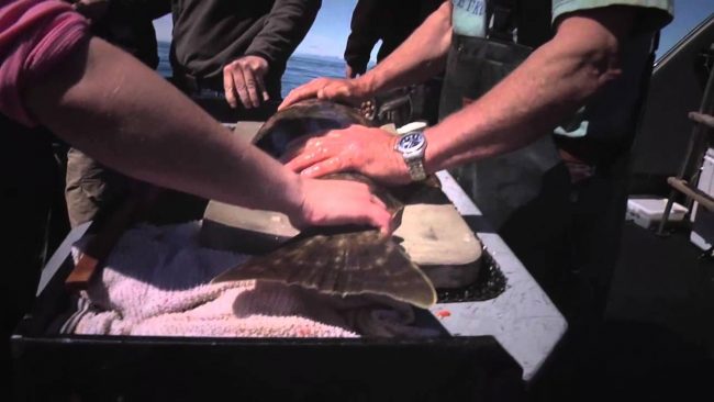 Every Halibut Counts