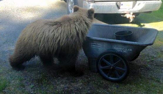 Looks like a Grizzly Bear liked this Crackerjack Sportfishin...