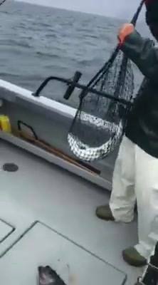 Very good fishing for salmon today....