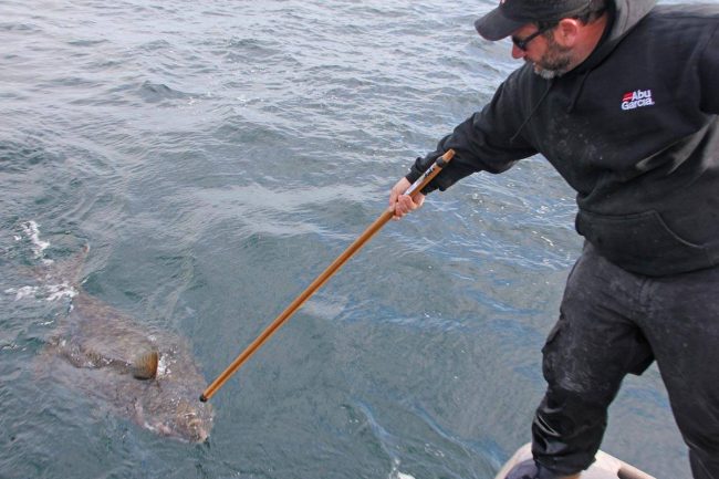 here are a few more releasing photos. We take this stick wit...