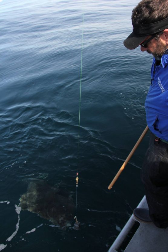 here is how we release the big ones without making them angr...