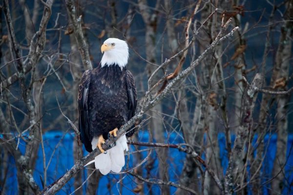 Eagle Large